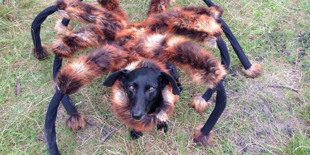 Un chien araignée pour Halloween