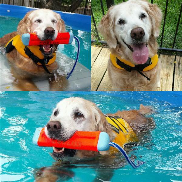 Sa maîtresse lui faisait faire des exercices dans sa piscine afin qu'elle ne perde par ses capacités physiques. 