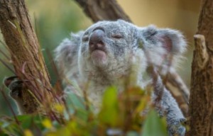 Des recherches sont actuellement en cours pour tenter de sauver les koalas. Mais certains spécialistes sont très défaitistes. 