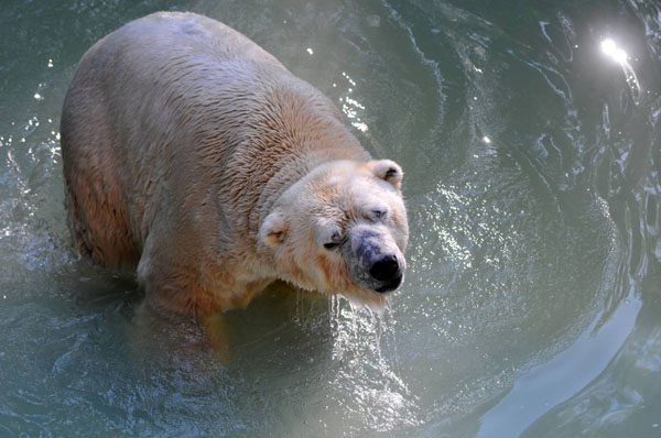 Le dernier ours polaire d'Argentine est décédé au Zoo de Mendoza.