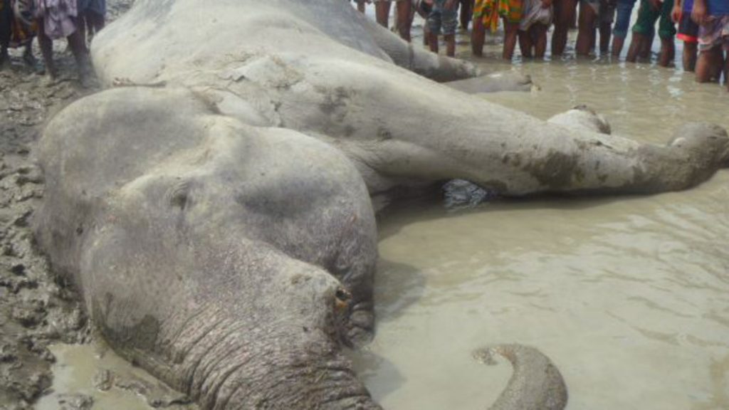 5 éléphants sont morts cette semaine, un d'épuisement au Bangladesh et 4 percutés par un train au Sri Lanka.